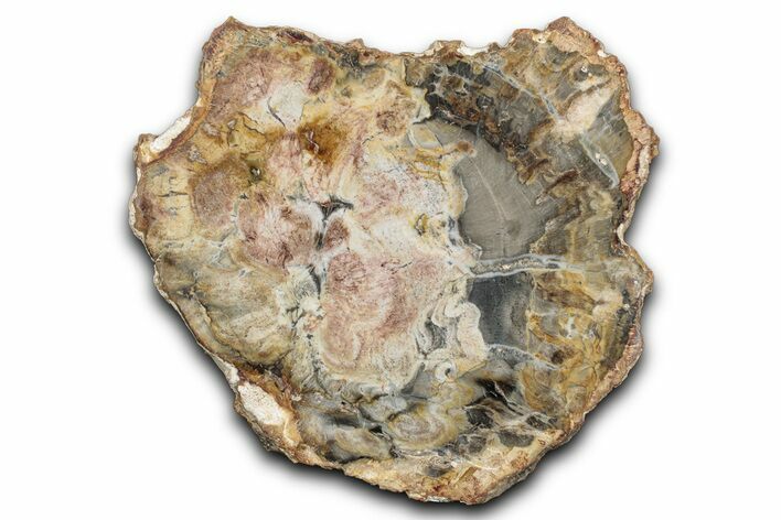 Beautiful Petrified Wood (Araucaria) Slab - Madagascar #344652
